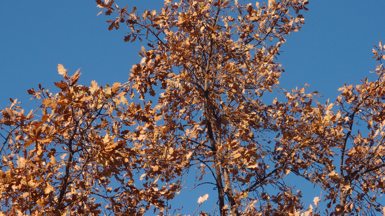 2020-12-26 Kühlgeträt (On/Off) (Remix John Cage - Empty Words IV)